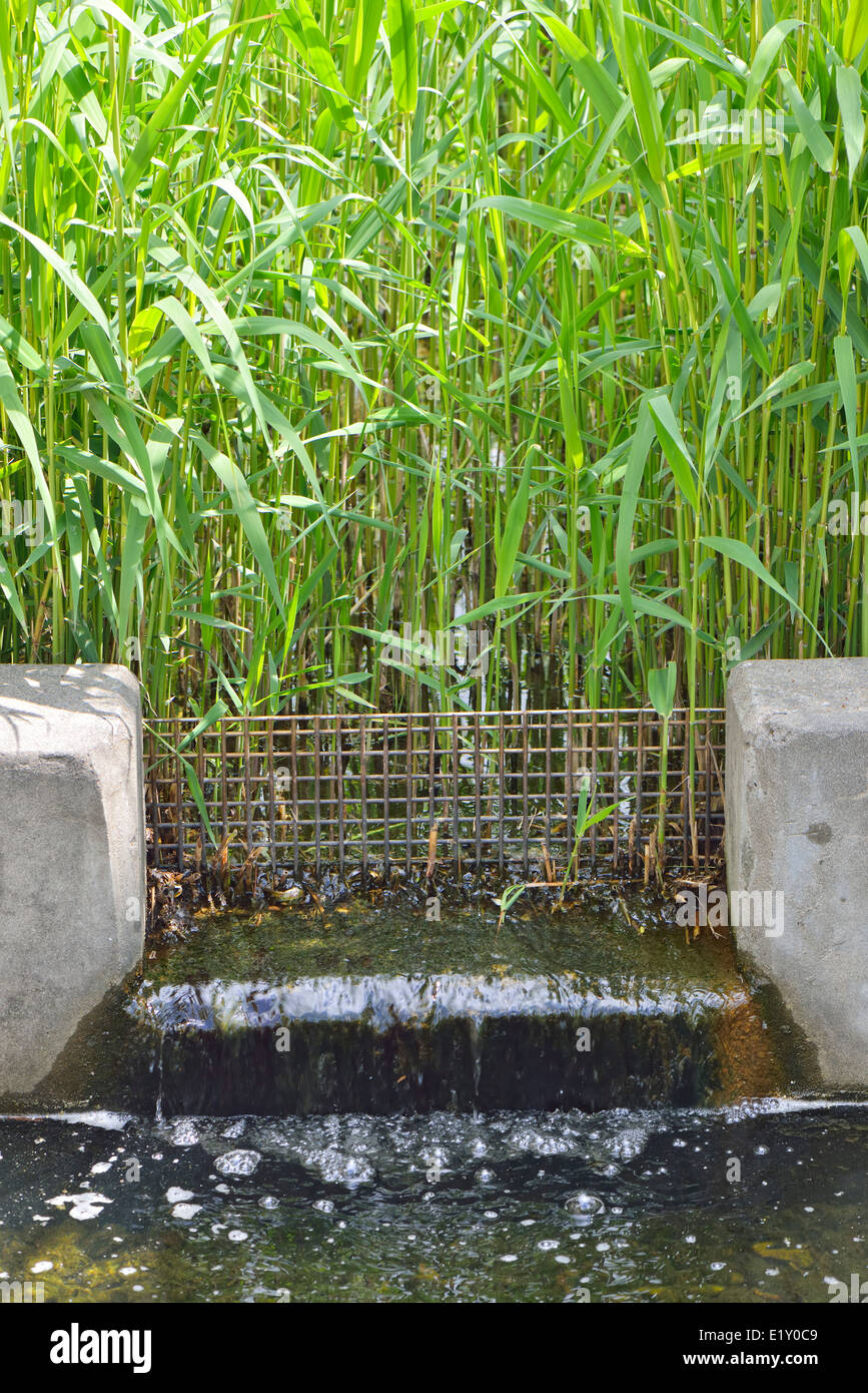 closeup of waterway at water grass field Stock Photo