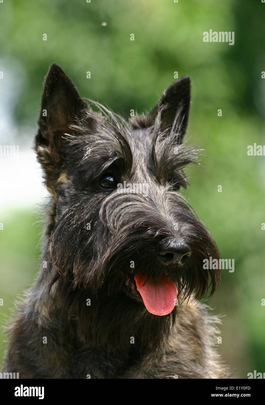 The Black Scottish Terrier Stock Photo