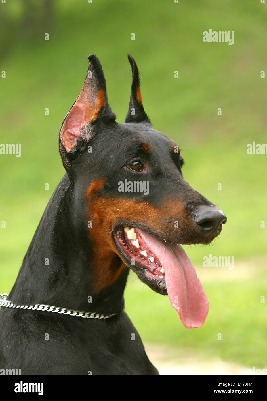 The portrate of Doberman Pinscher Stock Photo