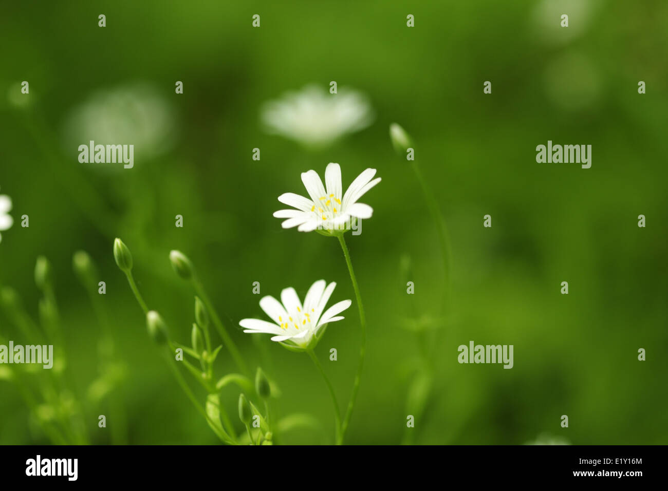 White wildflowers hi-res stock photography and images - Alamy