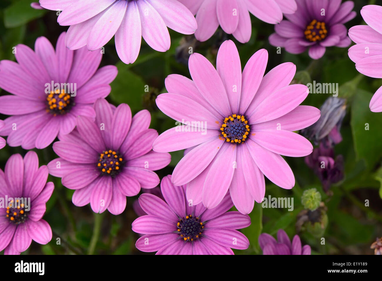 closeup of purple dimorphotheca flowers in spring Stock Photo