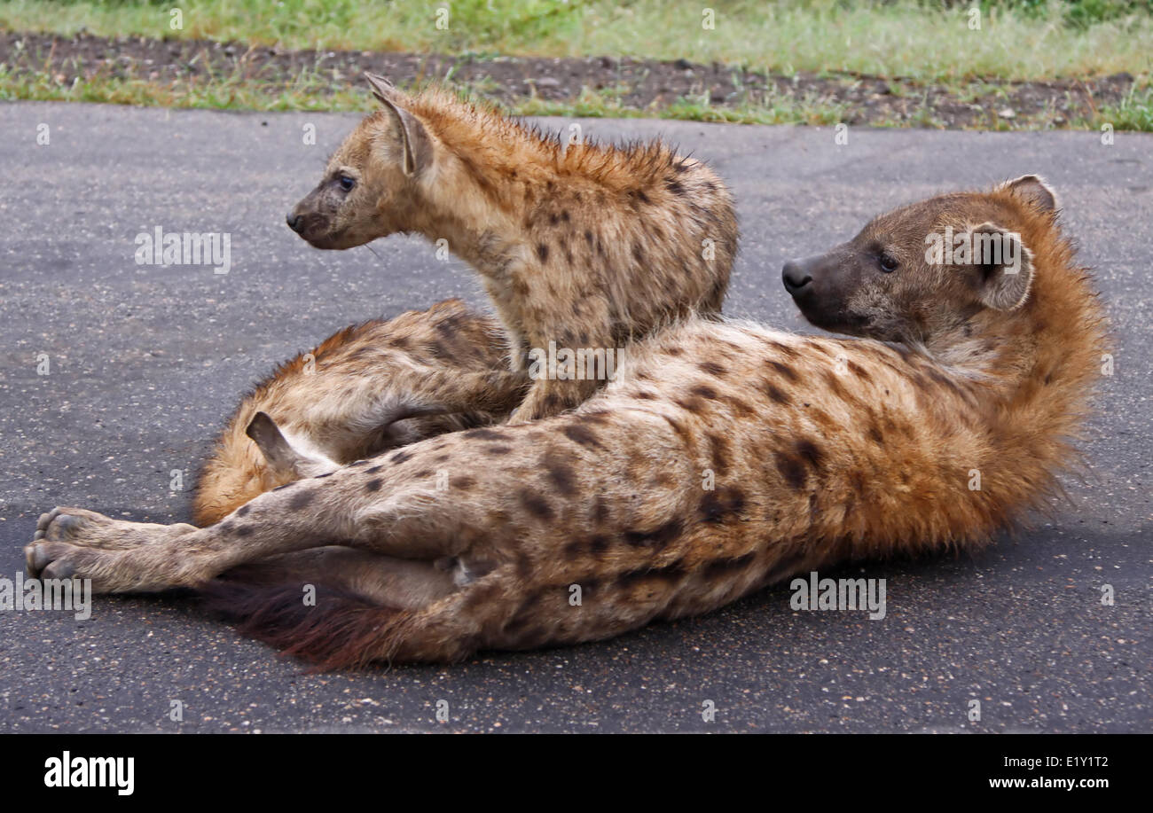 hyenas, south africa, wildlife Stock Photo - Alamy
