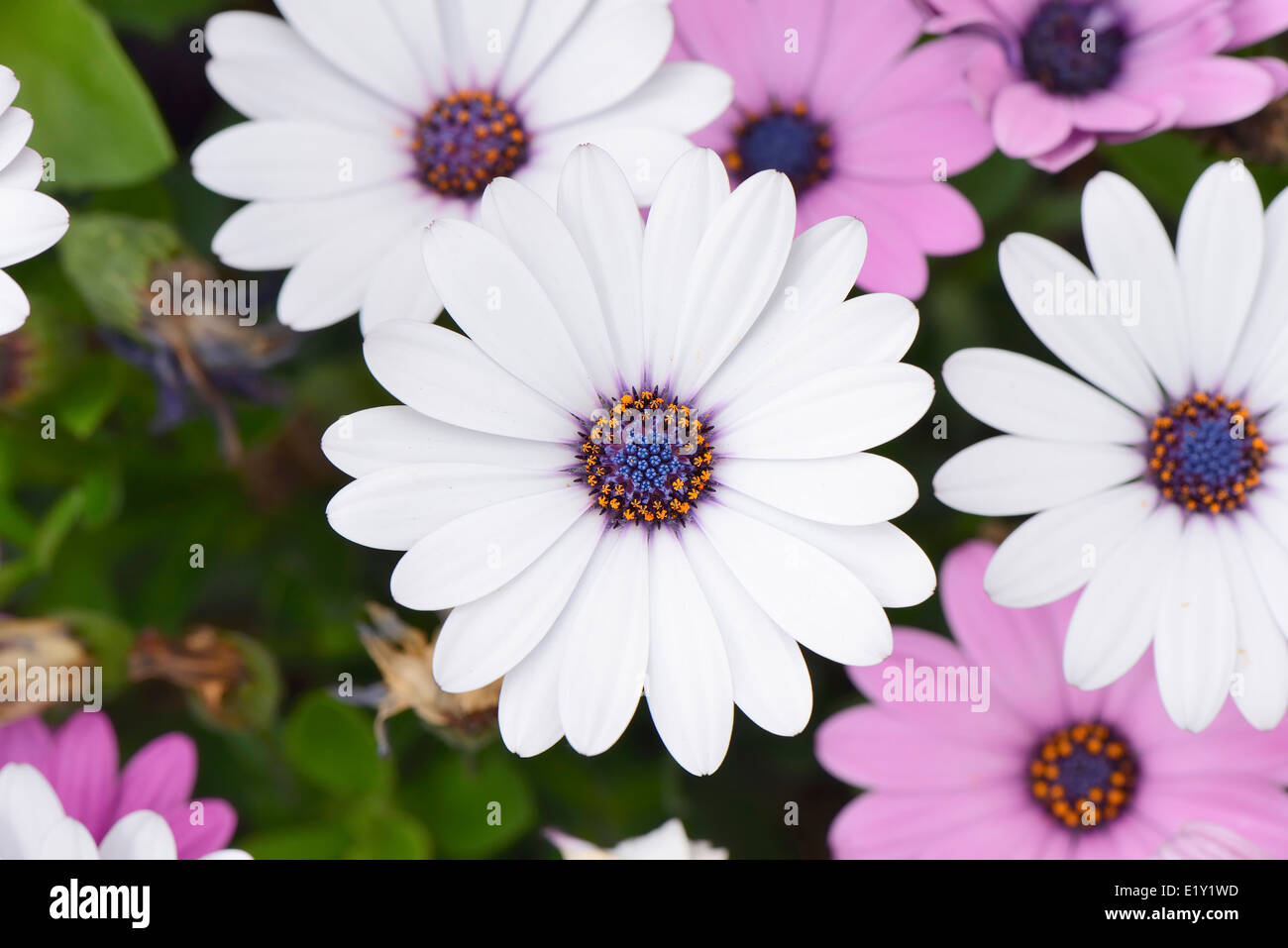 closeup of white dimorphotheca flowers in spring Stock Photo