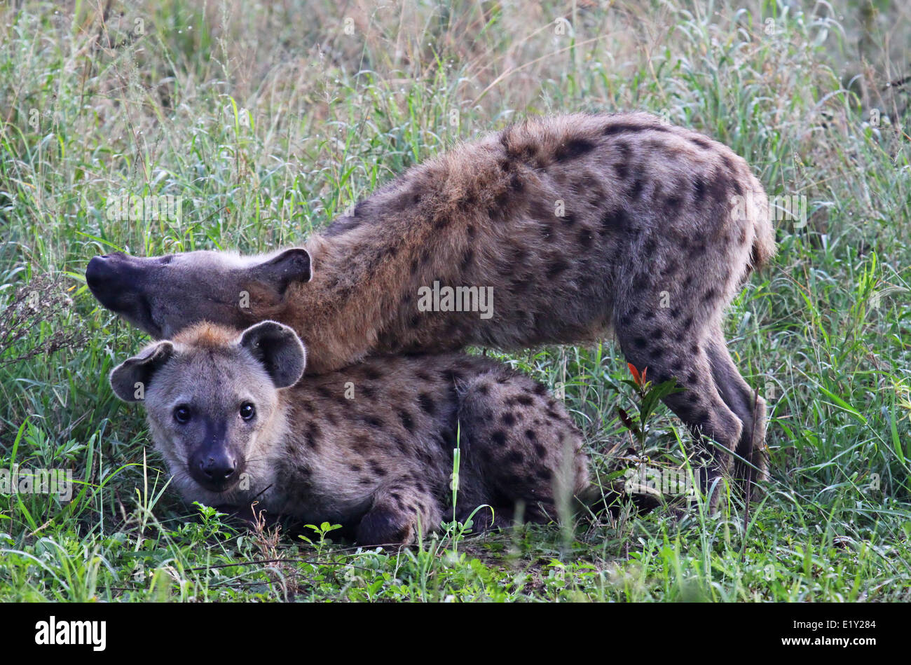 Playing hyenas, south africa, wildlife Stock Photo - Alamy
