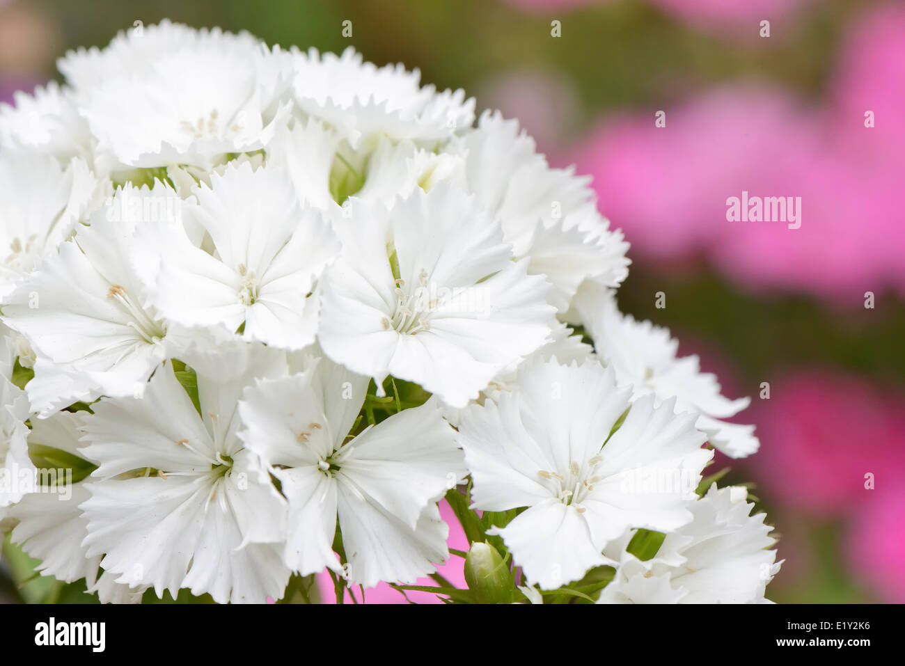 closeup of white Dianthus barbatus flowers in a garden Stock Photo
