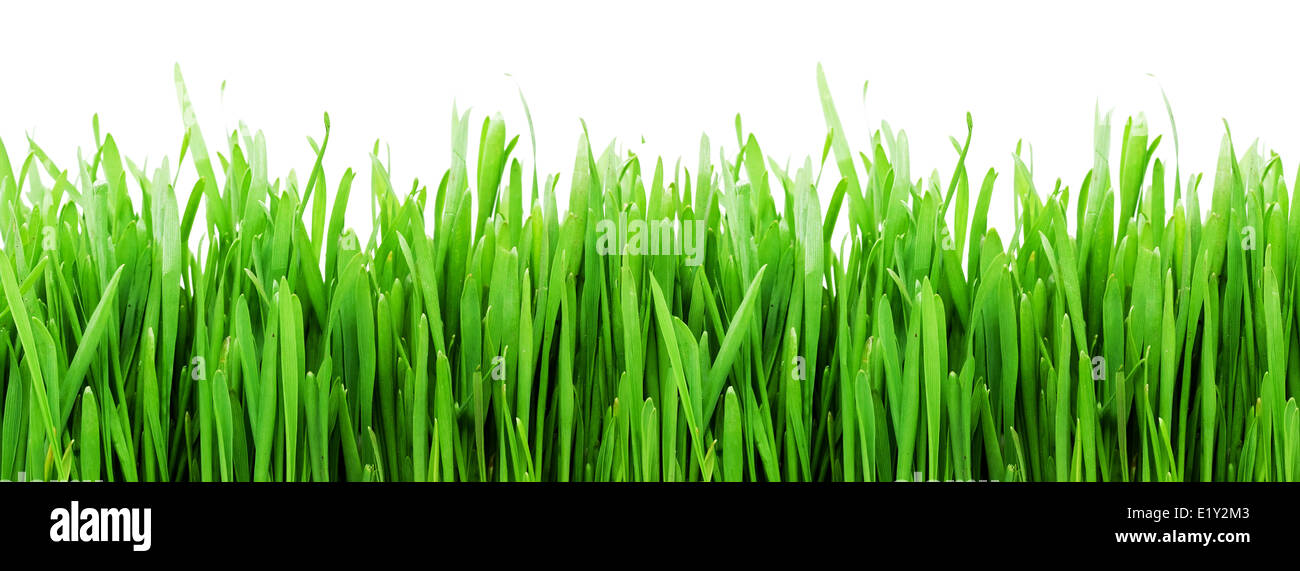 Fresh green grass Stock Photo - Alamy