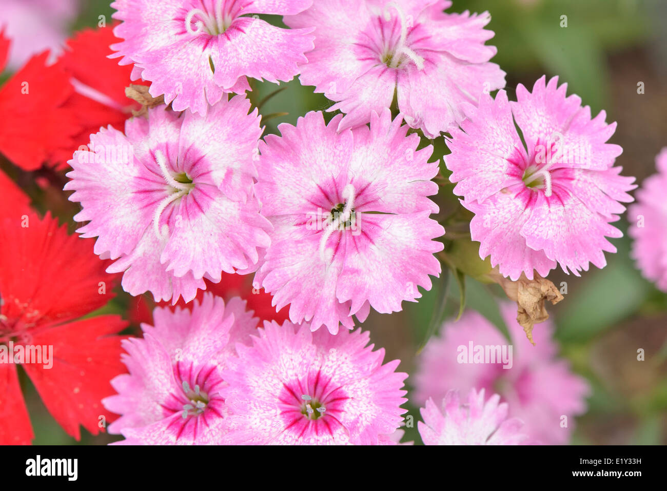 closeup of pink Dianthus barbatus flowers in a garden Stock Photo