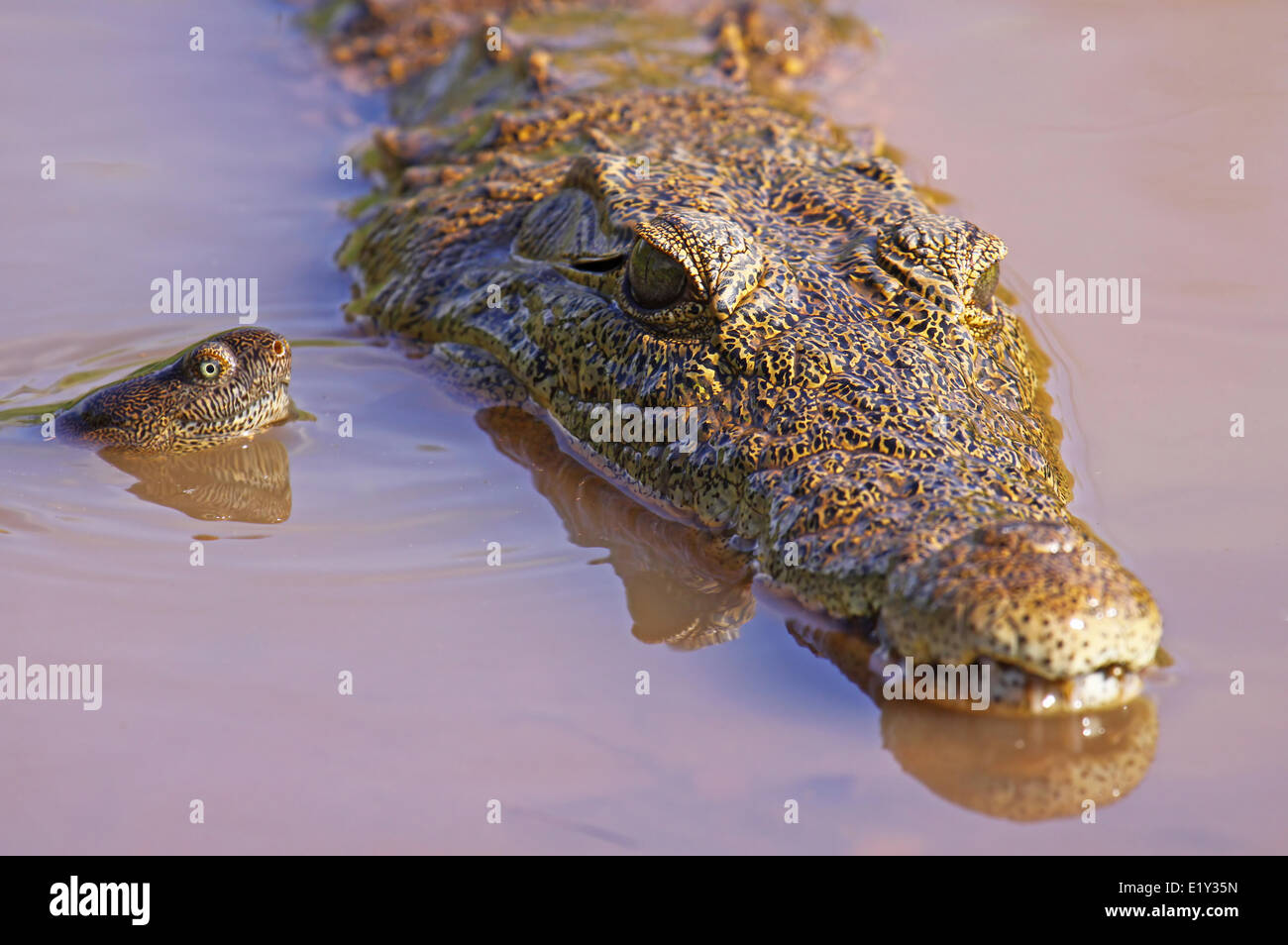 Crocodile and turtle, south africa Stock Photo