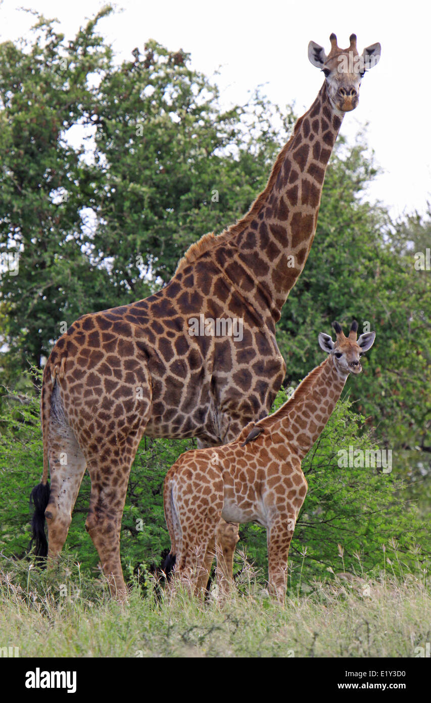 South africa giraffes hi-res stock photography and images - Alamy