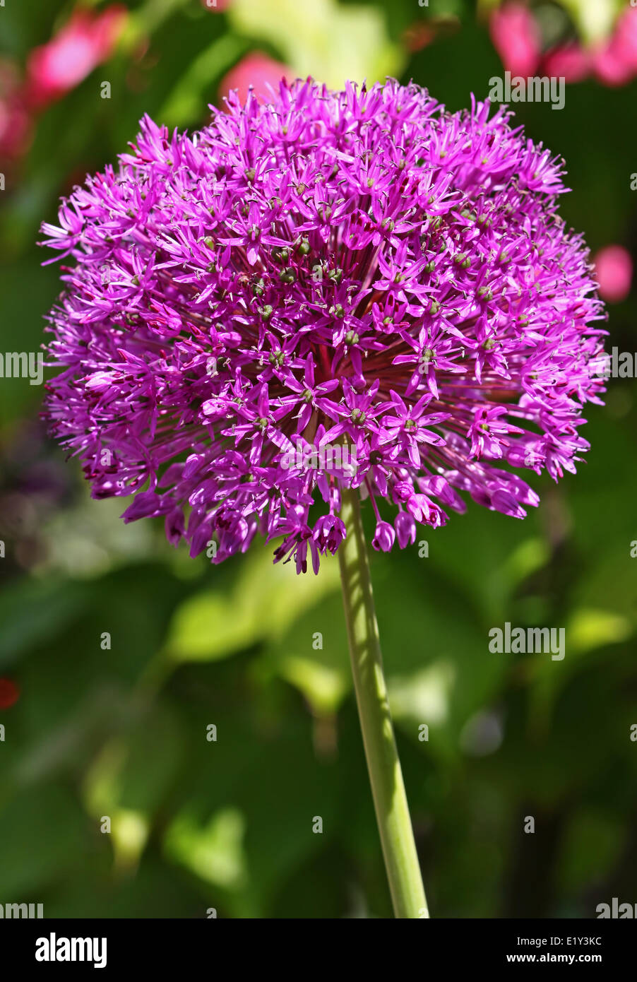 Blooming leeks hires stock photography and images Alamy