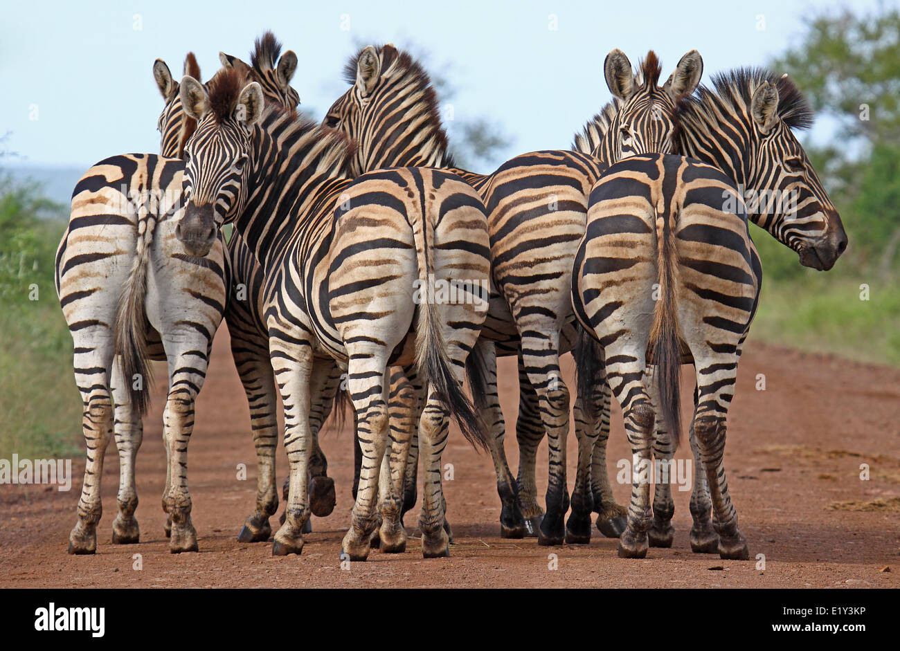 Plains Zebras, south africa Stock Photo Alamy