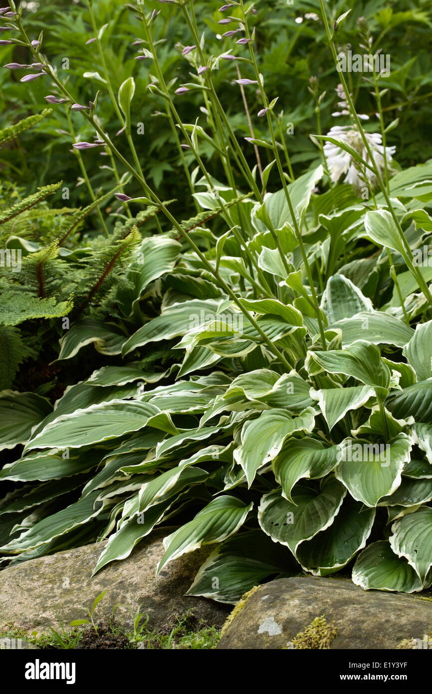 Funkia/Hosta Stock Photo