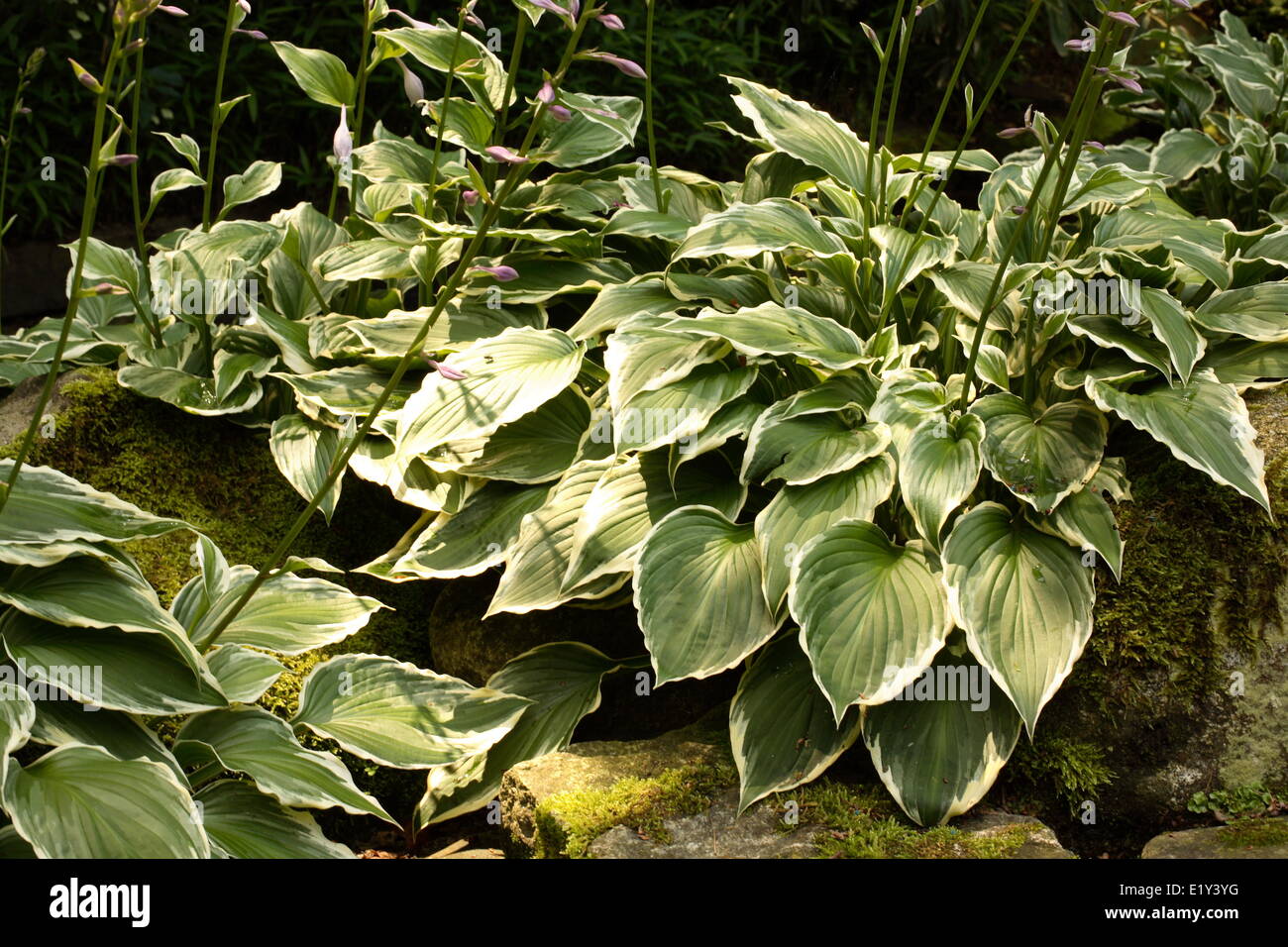 Funkia/Hosta Stock Photo