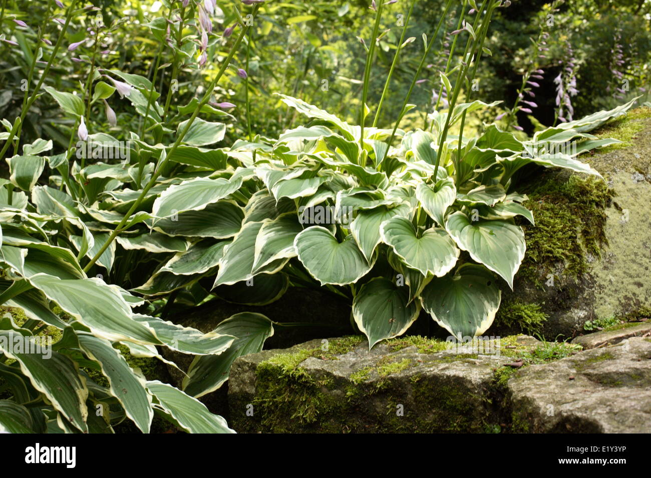 Funkia/Hosta Stock Photo