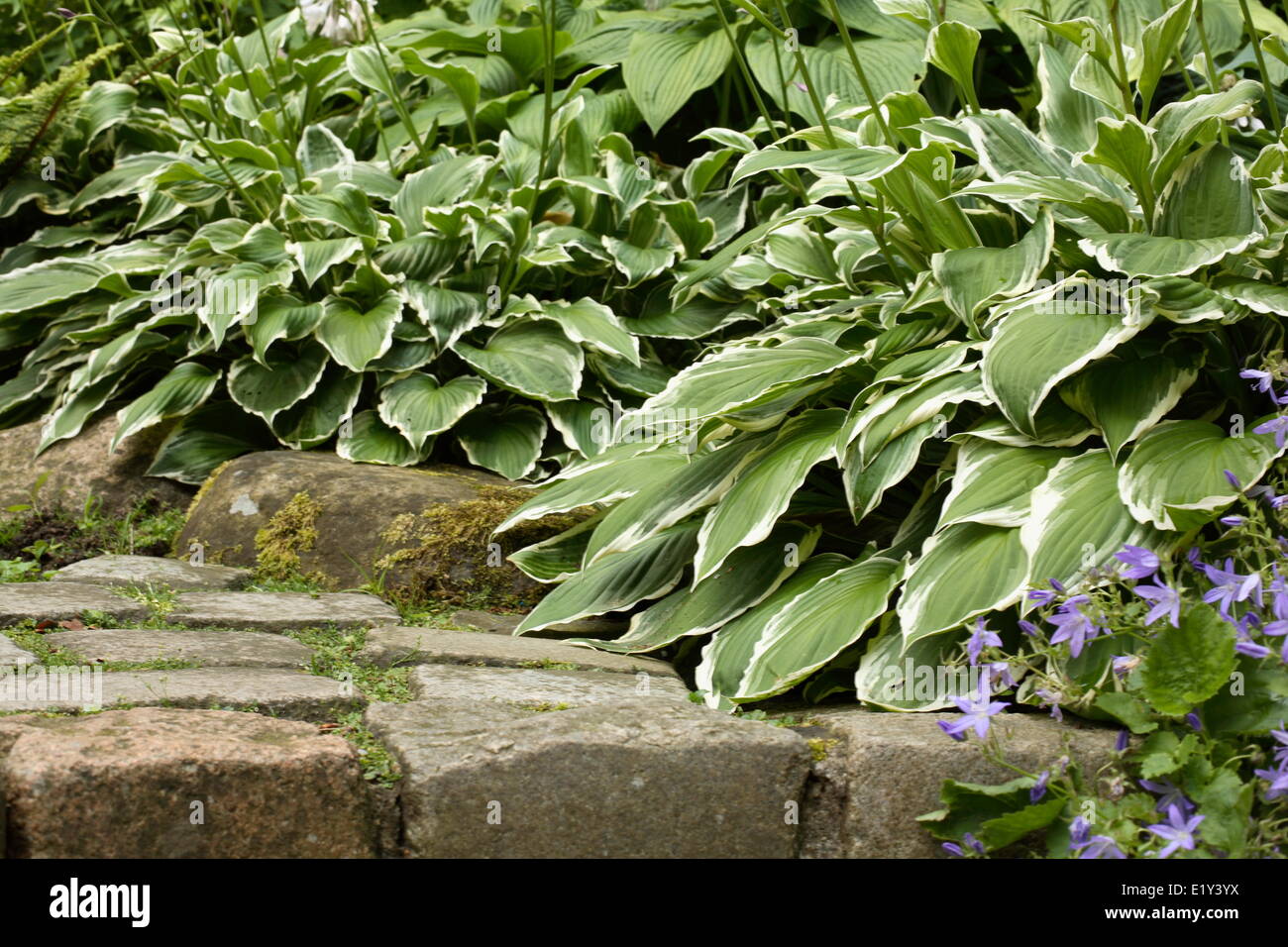 Funkia/Hosta Stock Photo