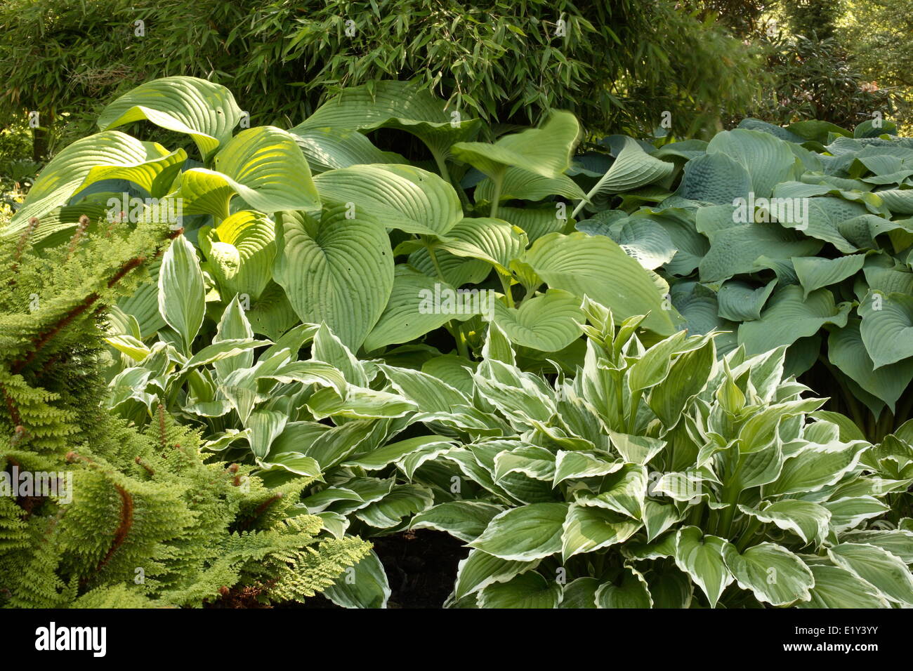 Funkia/Hosta Stock Photo