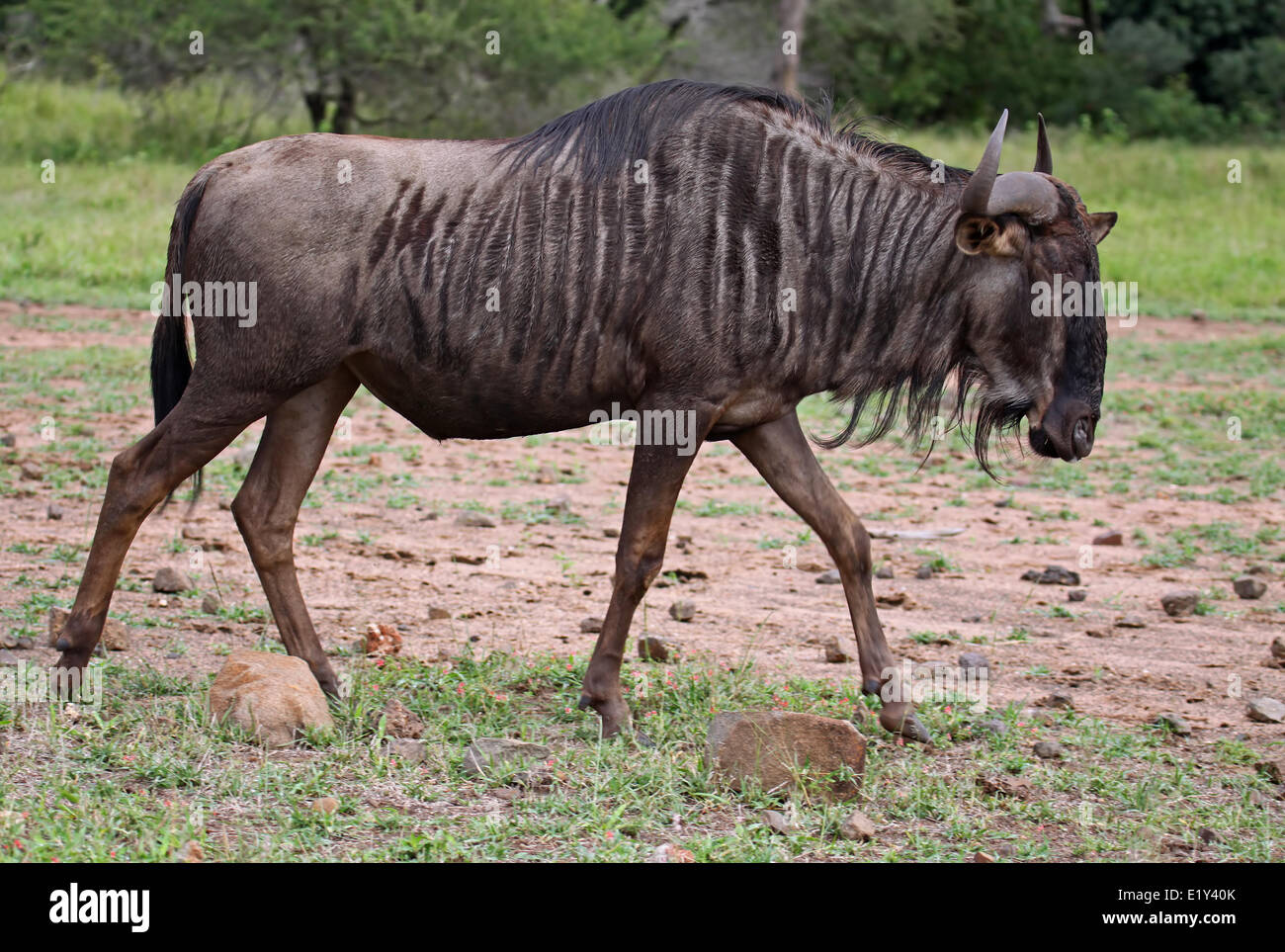 blue wildebeest, south africa Stock Photo