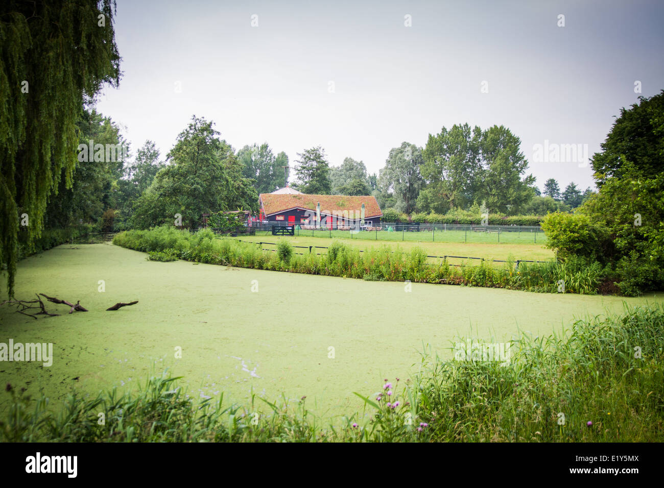 Farmhouse with greenroof in a park in Amsterdam Stock Photo