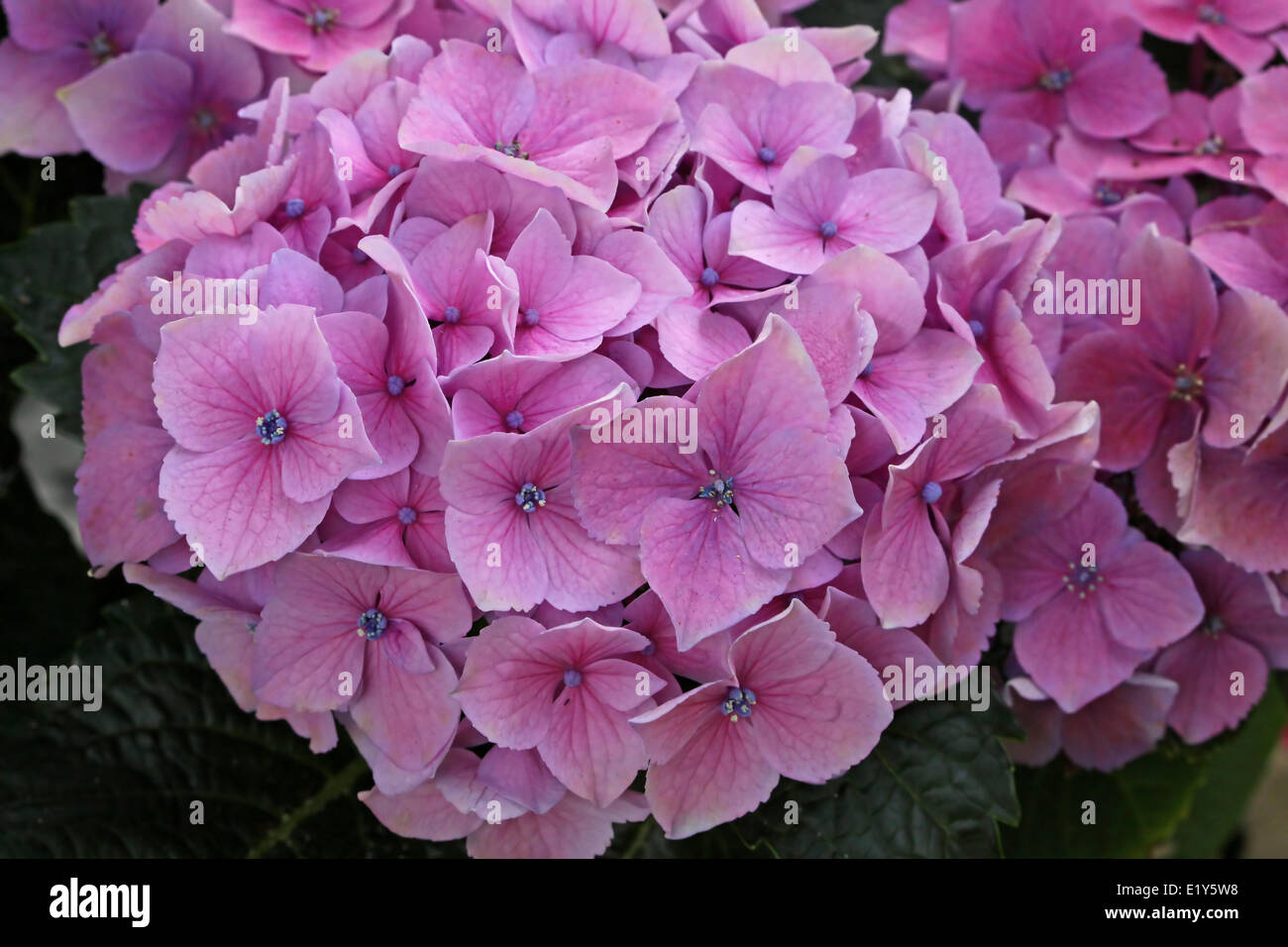 hortensia Stock Photo