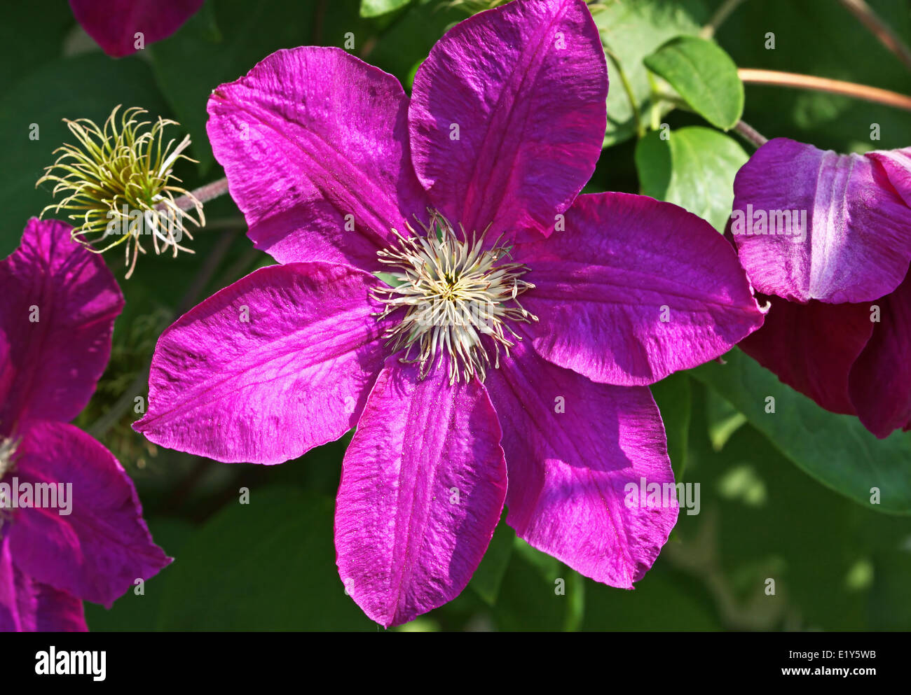 clematis, lila Stock Photo