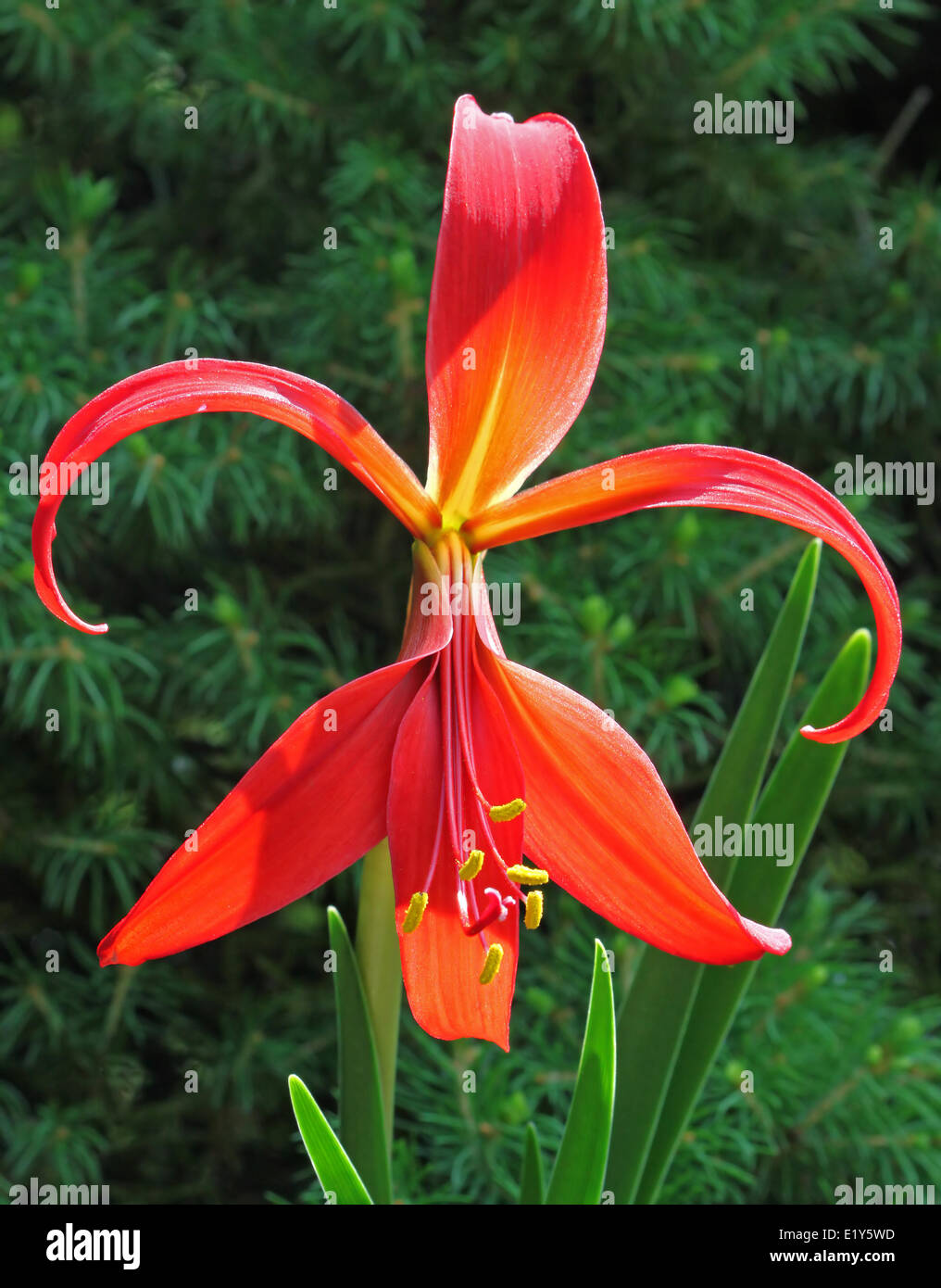 Sprekelia formosissima, lily Stock Photo