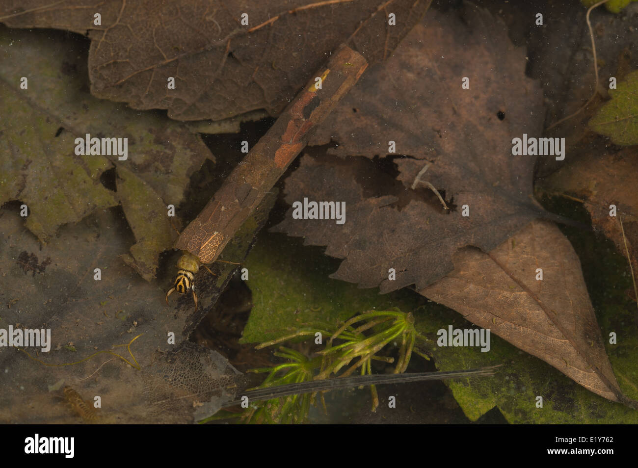 Cases of insect caddis fly made from cut leaves and organic materials so  blending in with the background in still water pond Stock Photo - Alamy