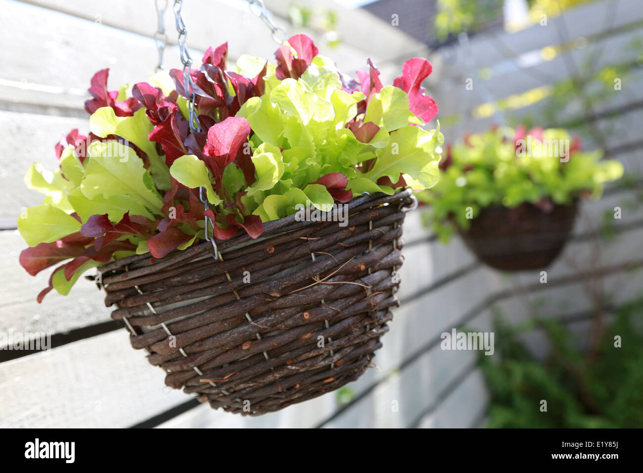 Vegetables in hanging baskets hires stock photography and images Alamy