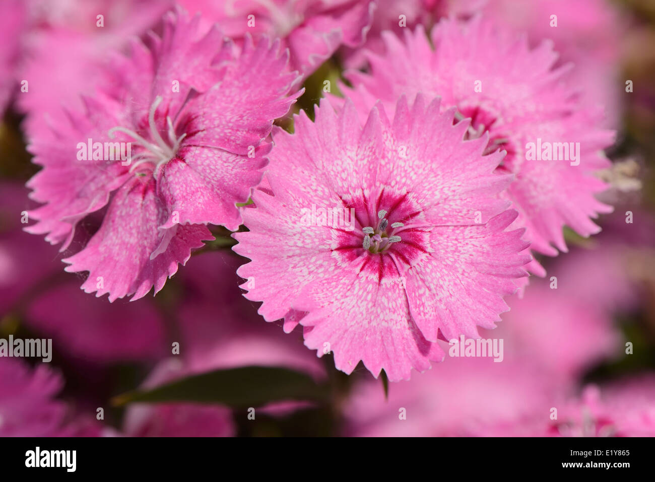 closeup of pink Dianthus barbatus flowers in a garden Stock Photo