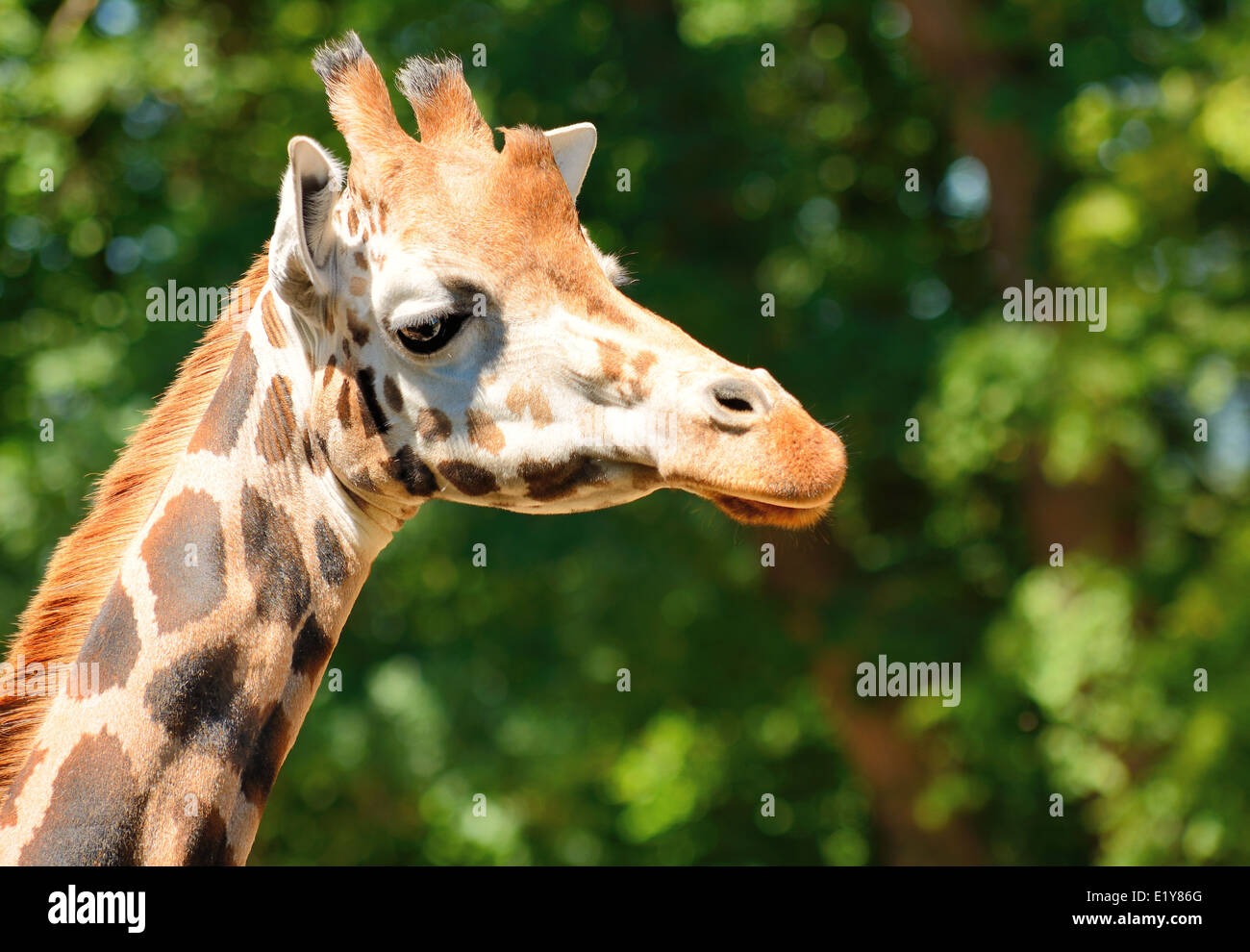 Closeup shot of the cute giraffe head. Stock Photo