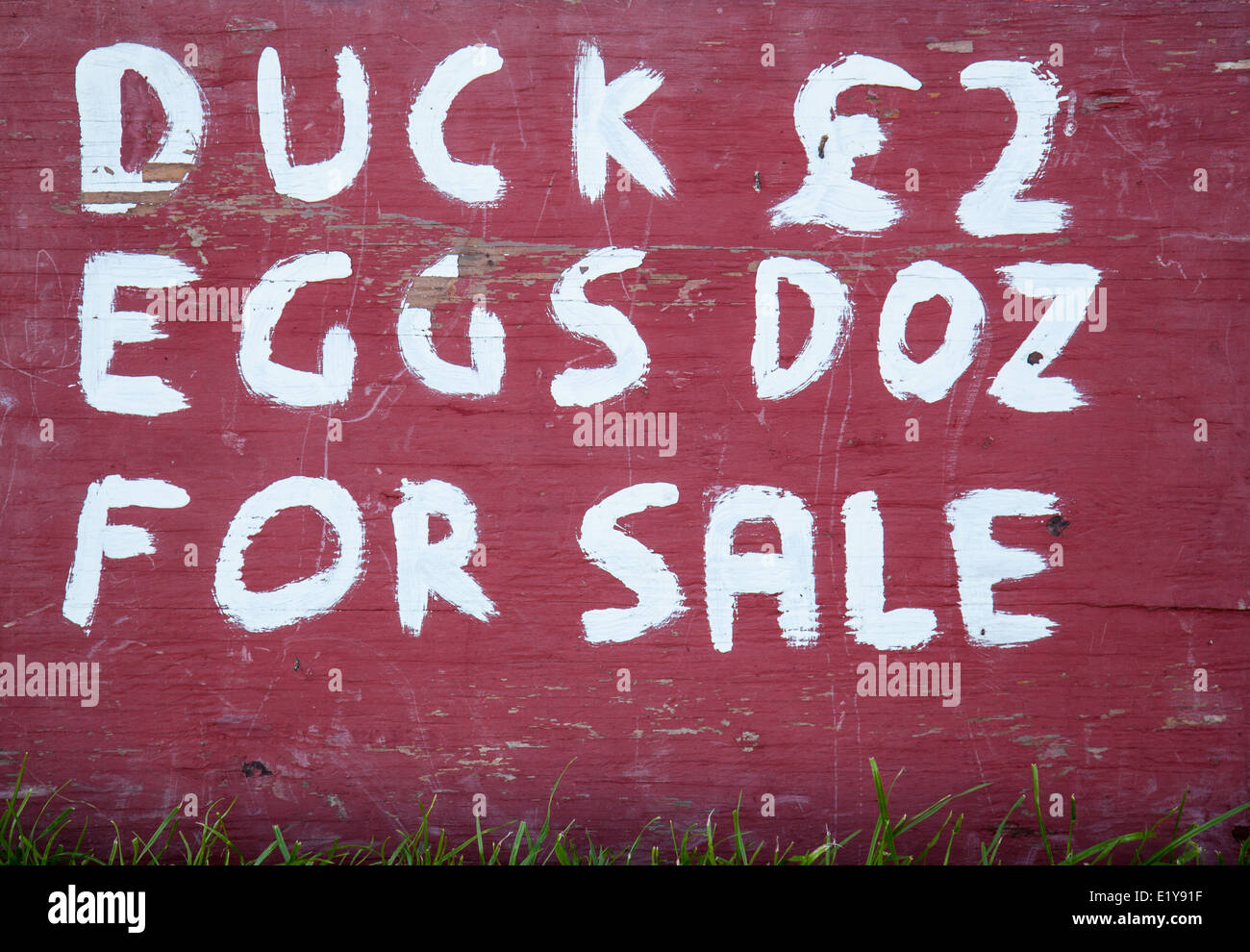 Duck eggs sale hires stock photography and images Alamy