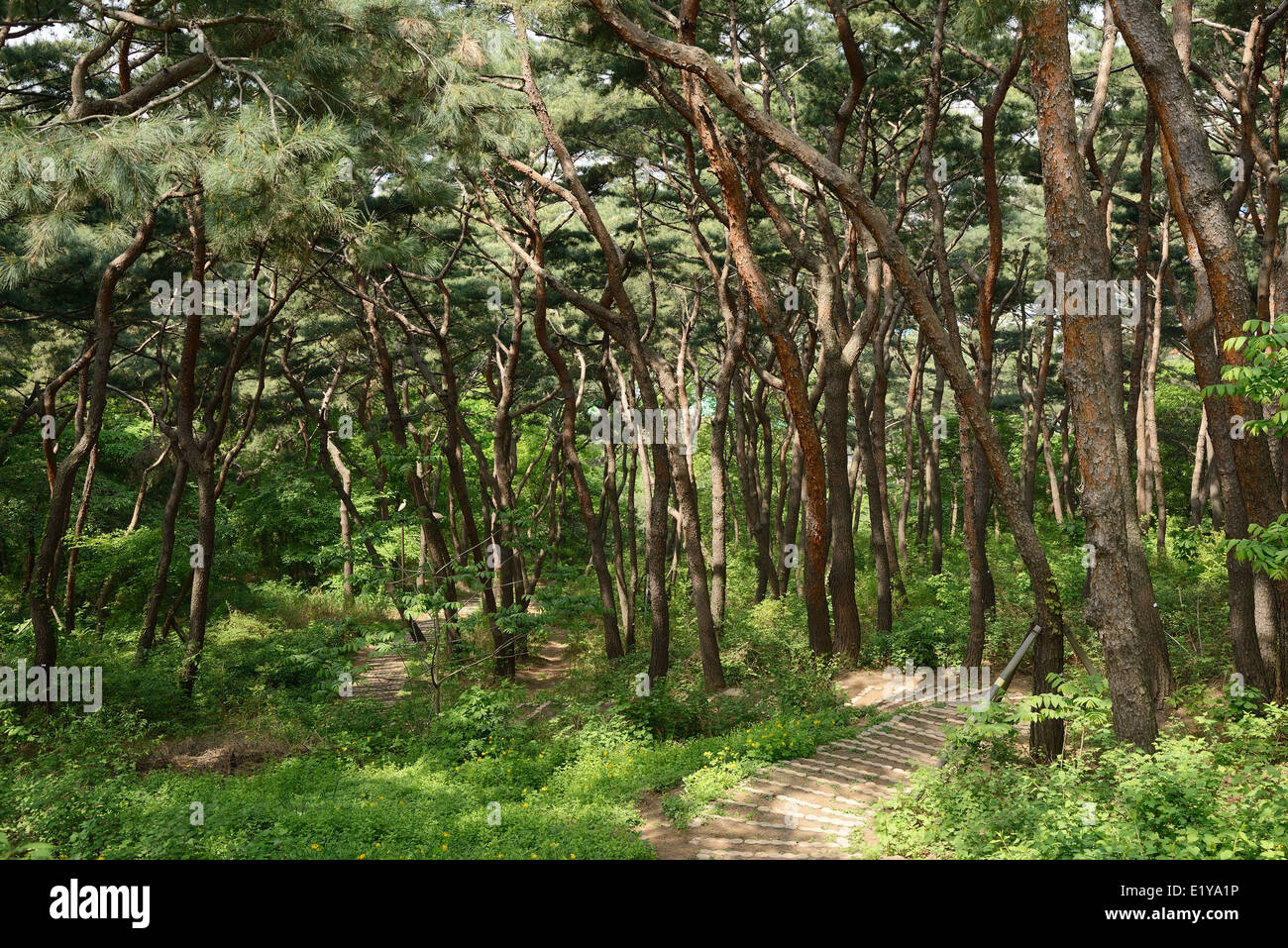 Pine trees forest mountain hi-res stock photography and images - Alamy