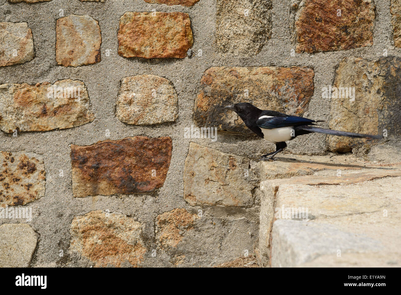 magpie on stairs in front of wall Stock Photo