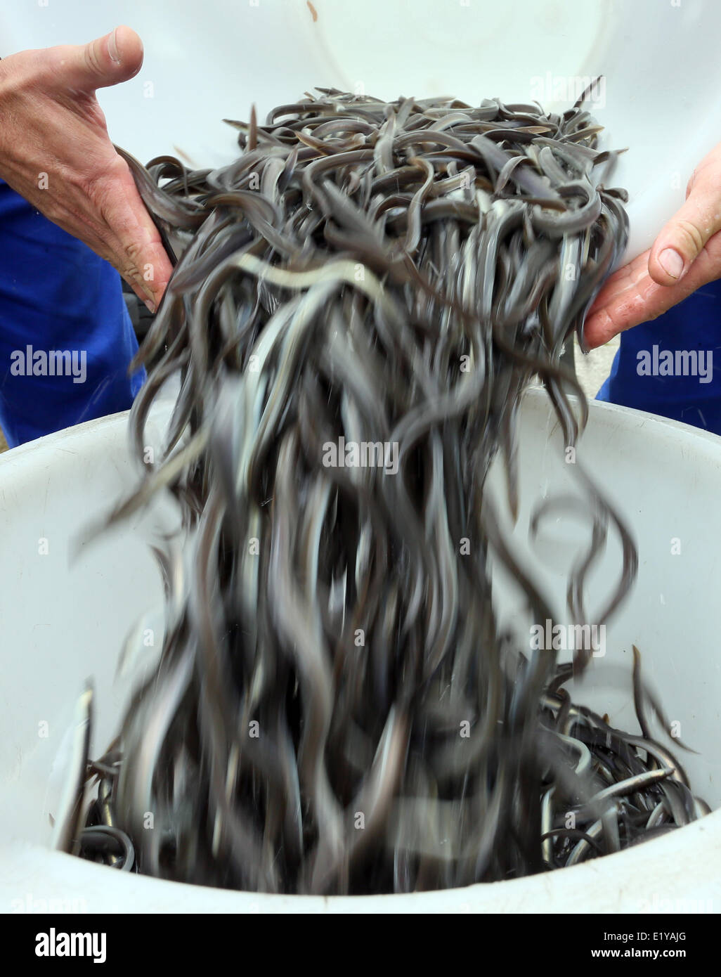 Eels photo hi-res stock photography and images - Alamy