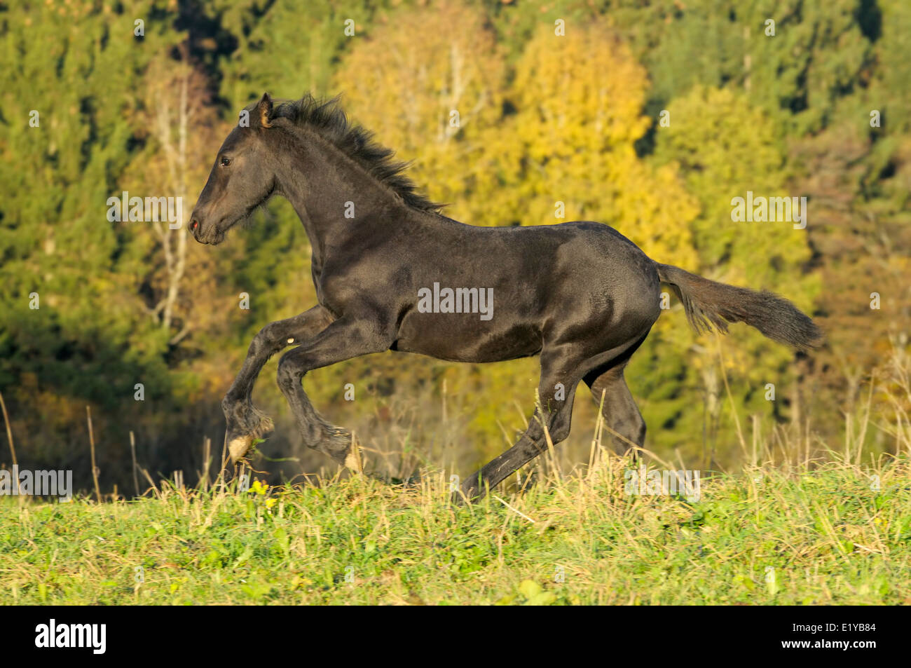Friesian horse foal galloping in autumn evening Stock Photo