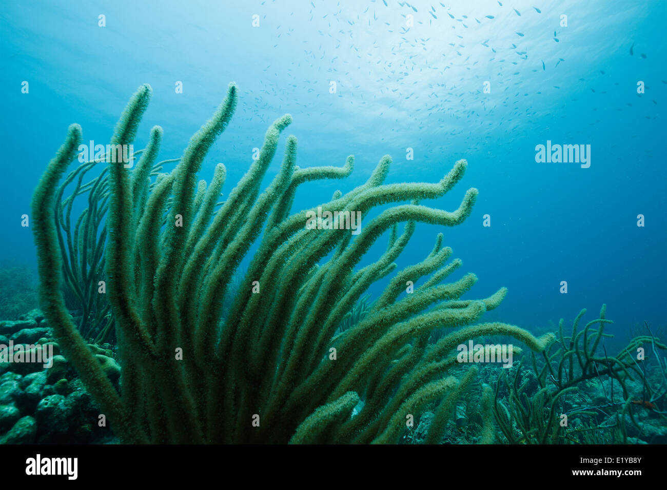 Giant sea rod (Plexaurella nutans) in the Caribbean sea around Bonaire. Divesite Andrea 1. Grote zeeroede. Photo V.D. Stock Photo