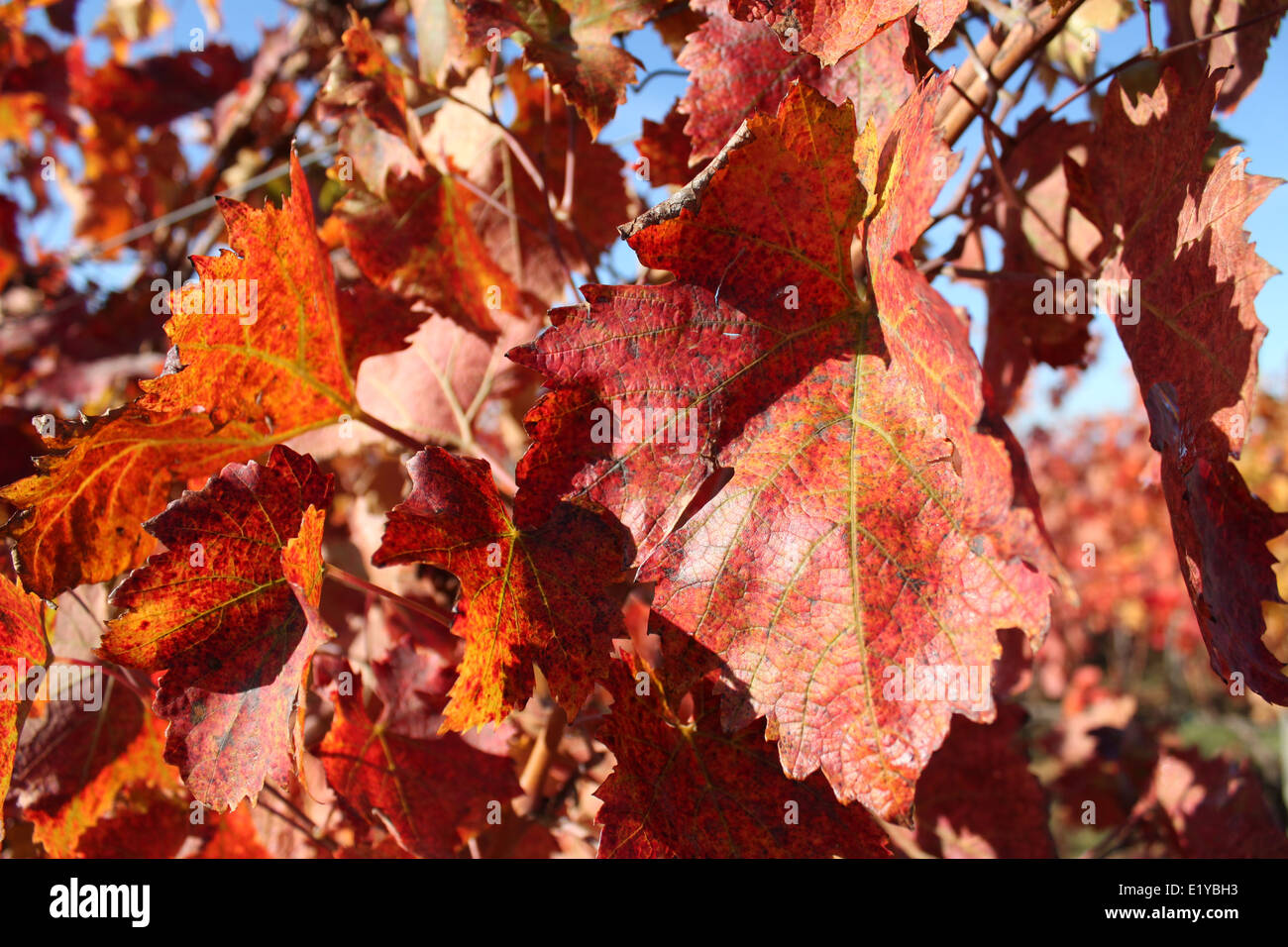 Red vine leaves Stock Photo Alamy