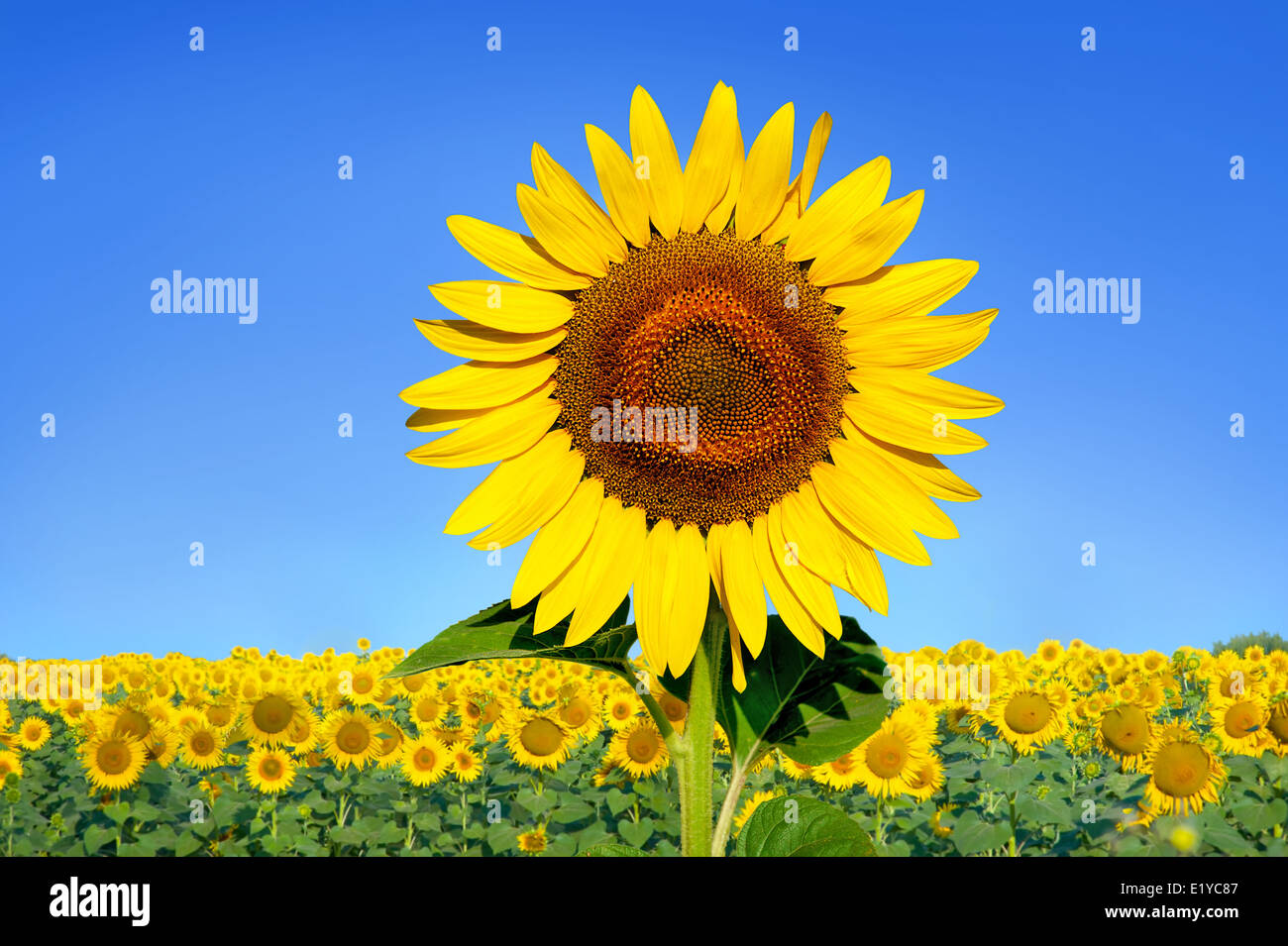 Sunflower leaf closeup hi-res stock photography and images - Alamy