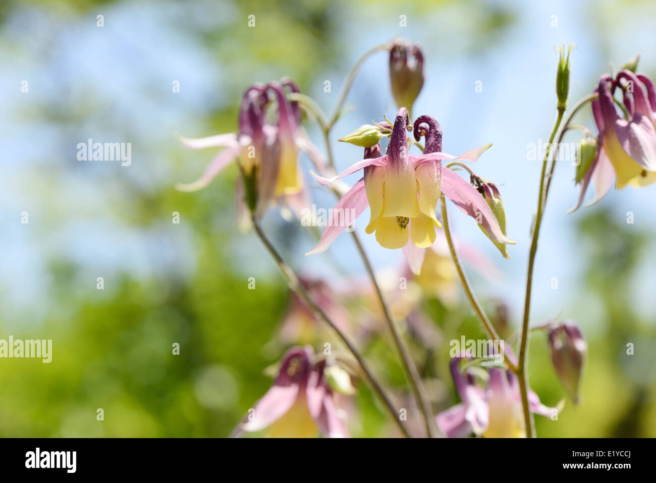 closeup of red columbine flowers in spring Stock Photo