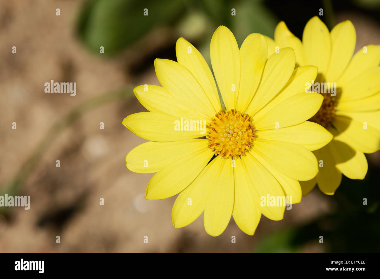 closeup of yellow dimorphotheca flowers in spring Stock Photo