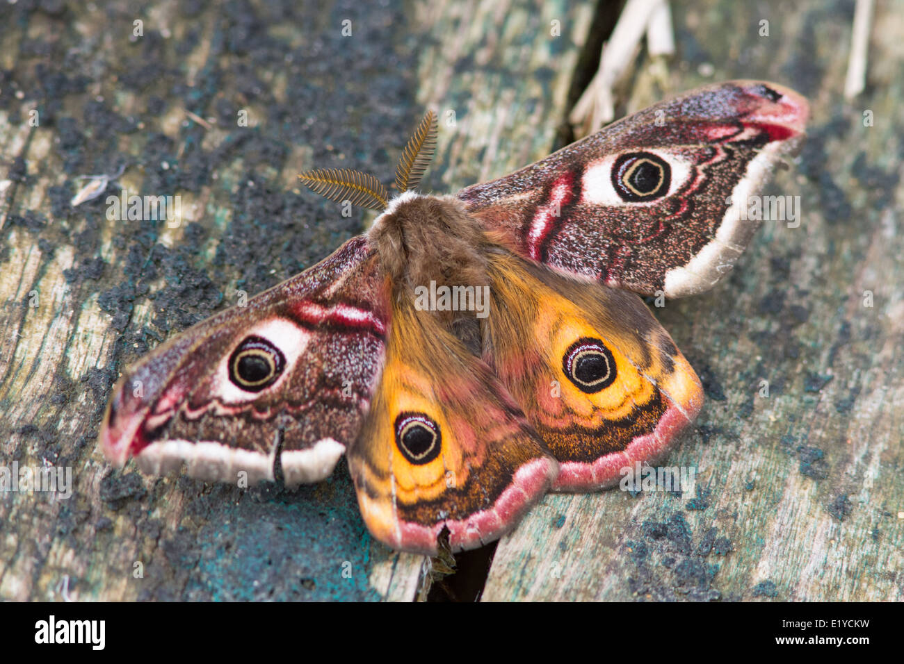 Male Emperor Moth (Saturnia pavonia) on a boardwalk Stock Photo - Alamy