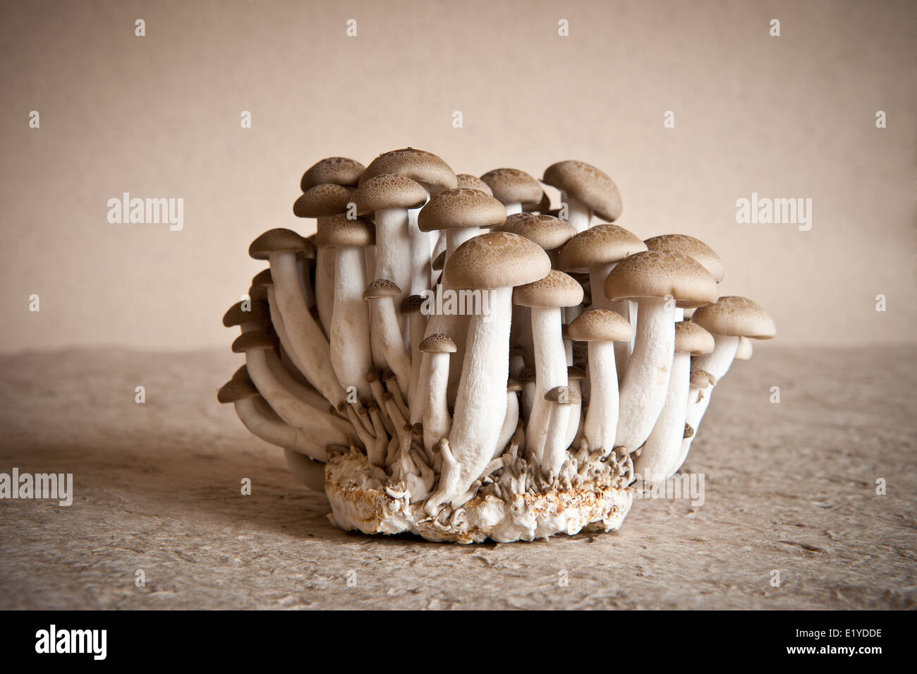 Shimeji mushrooms brown beech mushrooms Stock Photo Alamy