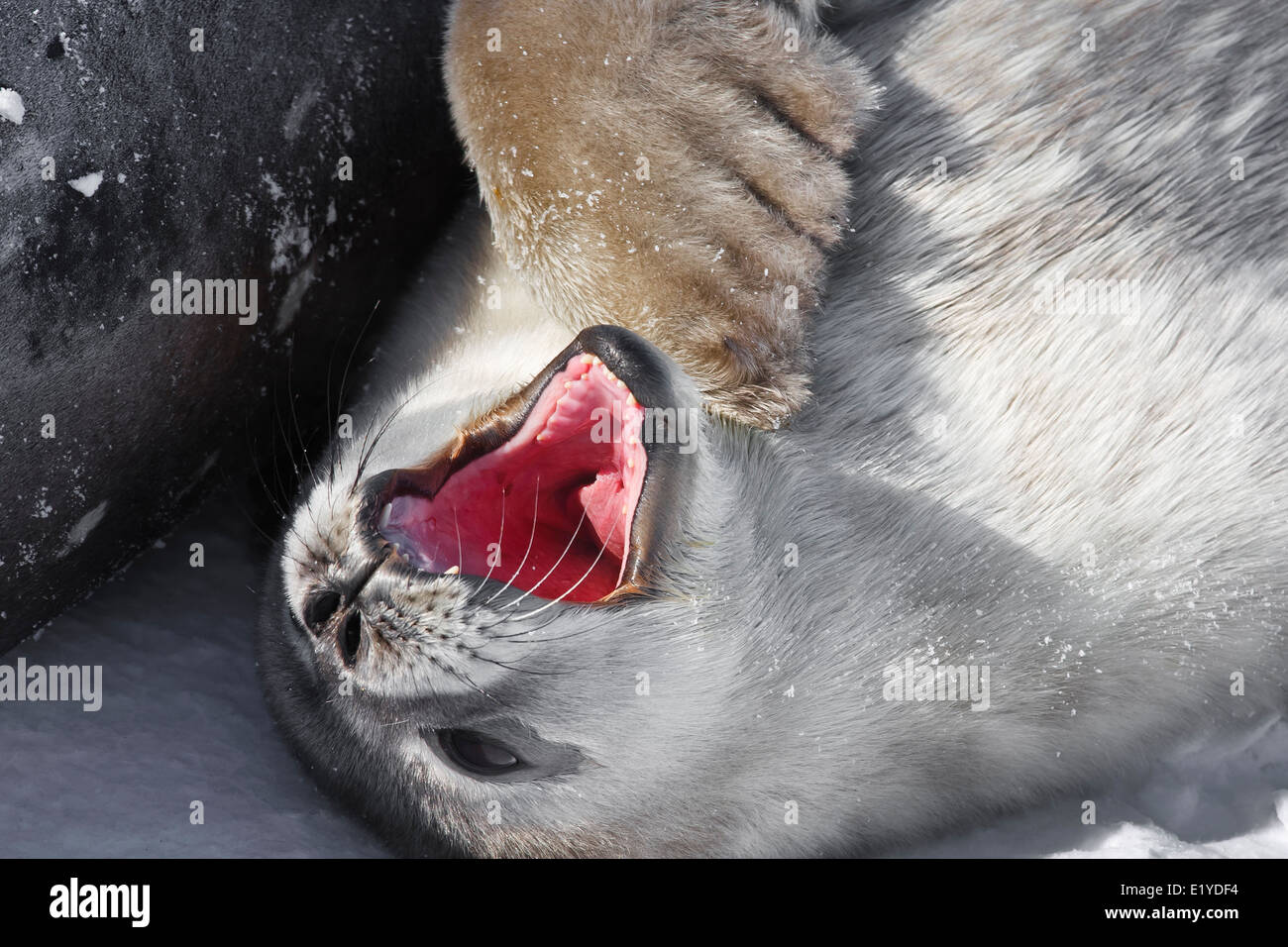 baby seal in Antarctica Stock Photo - Alamy
