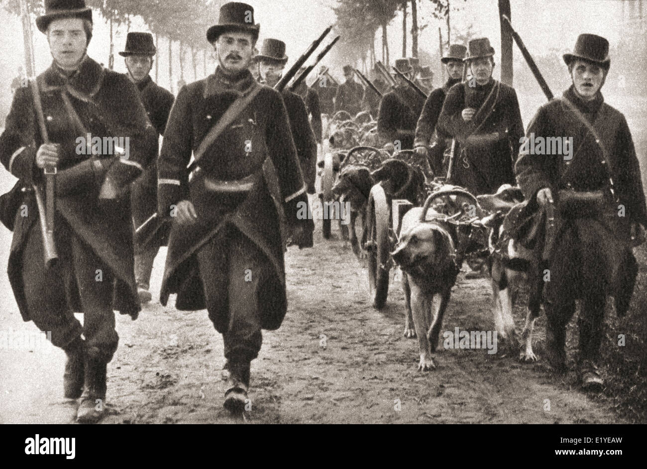 Dogs used to pull the machine guns of the Belgian army during WWI. Stock Photo