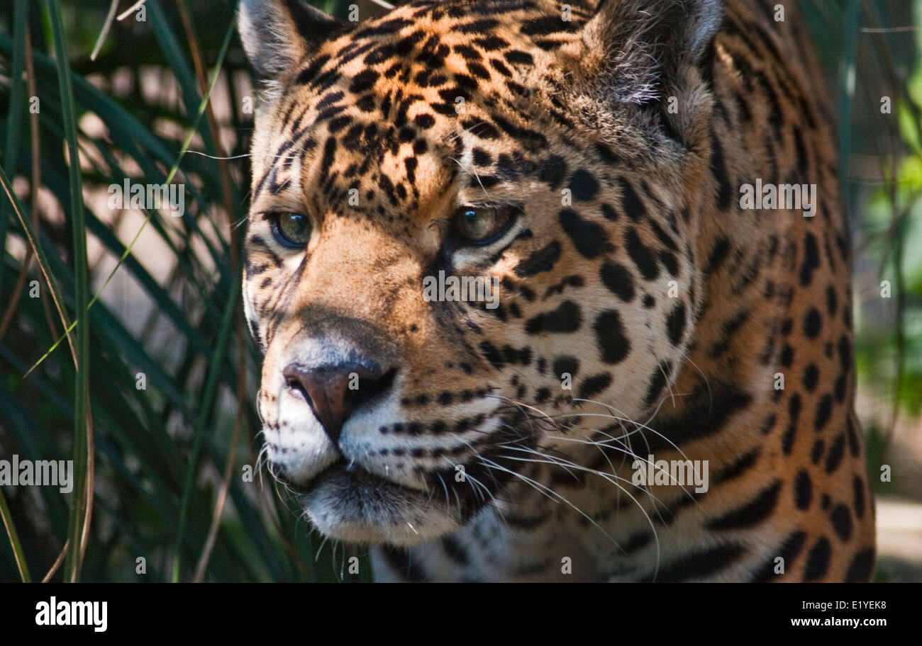 Tequila, Jaguar female (panthera onca), Isle of Wight Zoo, Sandown