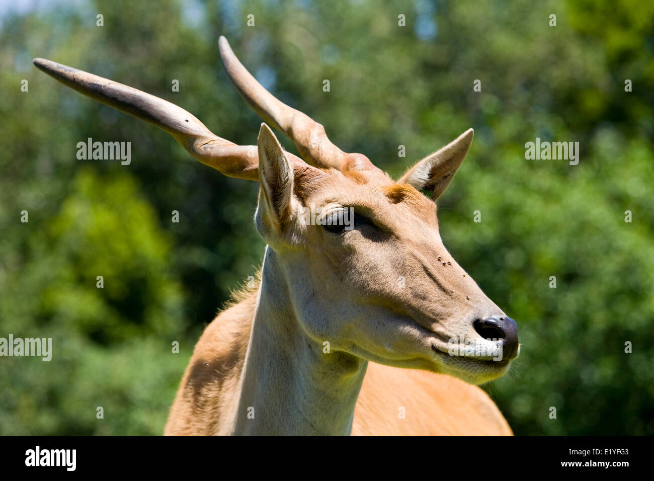 Common eland (Taurotragus oryx), also known as the southern eland or eland antelope Stock Photo