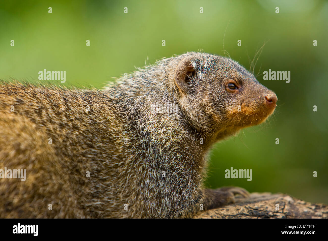 banded mongoose (Mungos mungo Stock Photo Alamy