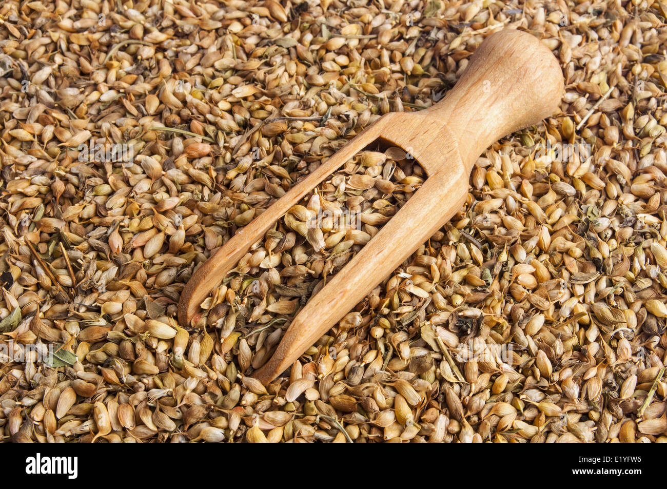 utsho suneli seeds background Stock Photo - Alamy