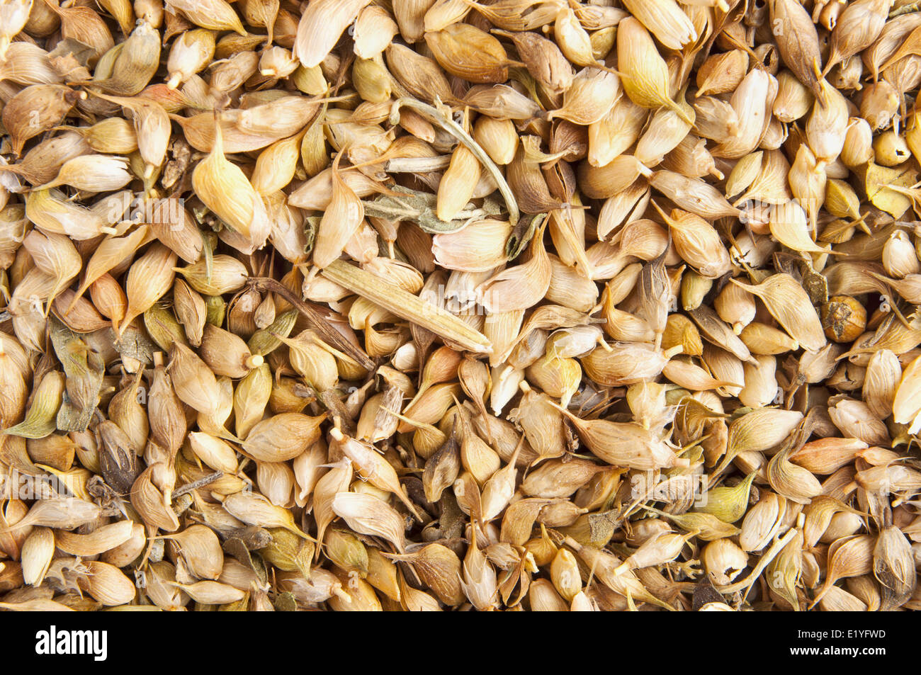 utsho suneli seeds background Stock Photo - Alamy