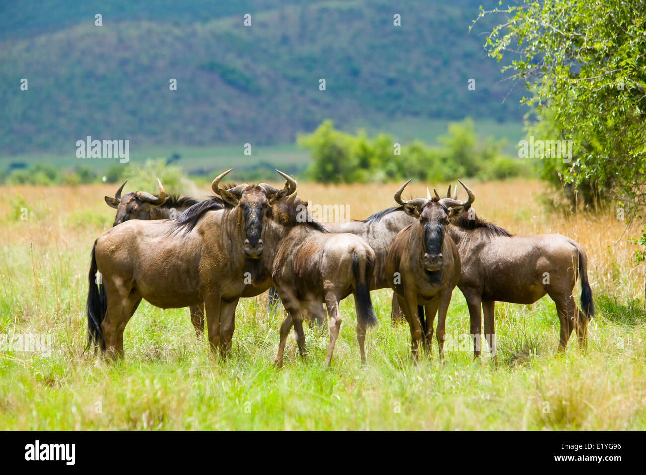 Blue wildebeest (Connochaetes taurinus), also called the common wildebeest, white-bearded wildebeest or brindled gnu Stock Photo