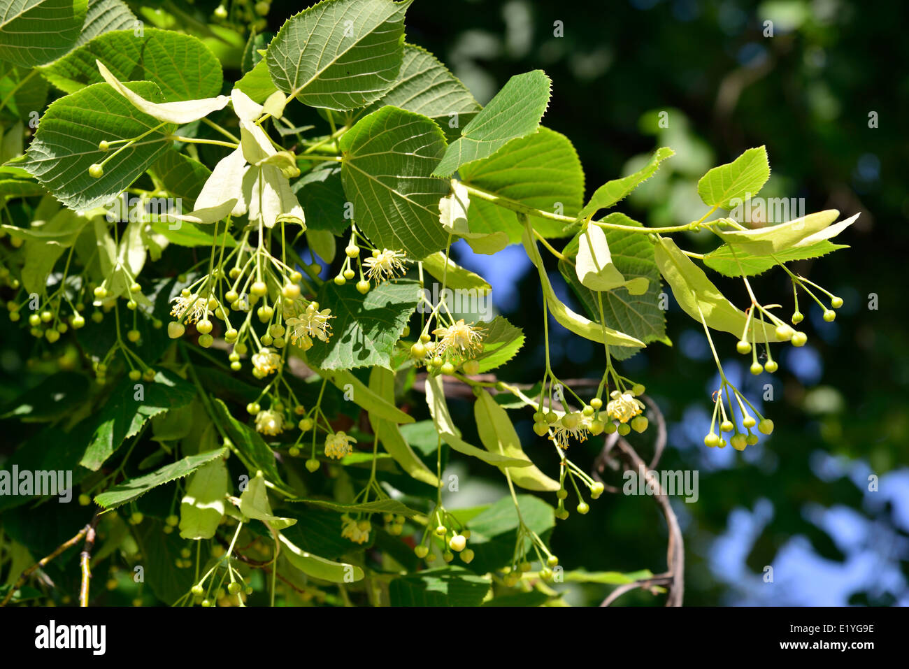 Linden Tree (lime tree) linden blossom Stock Photo Alamy